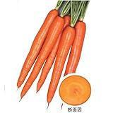 ニンジン 種 【 オレンジハーモニー 】 ネオコート1万粒
