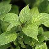 ハナイカダ オス