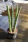 水耕栽培 苗 サンスベリア・スタッキー（ミドル）