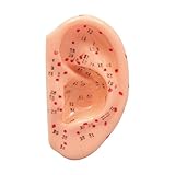 アーテック 耳経穴模型7cm 9720