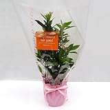 苗木ギフト：月桂樹・「特別なあなたへ」カード付