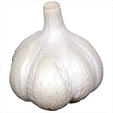 国華園　ニンニク種球 マイルドエックスR 1kg【※発送が国華園からの場合のみ正規品です】