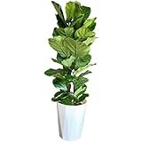 カシワバゴム ゴムの木 フィカス リラータ 大鉢 １０号鉢 観葉植物大型 希少 丈夫 カシワバゴムの木 インテリア 大型 オシャレ 大きい 尺鉢 大サイズ 本物 10号