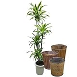 ドラセナ・ワーネッキー レモンライム 10号サイズ -Type2【バスケット(鉢カバー) 付き】 バスケット02