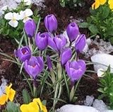 クロッカス　フラワーレコード　１０球入