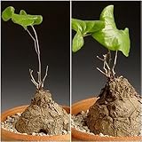 【ヤマノイモ科多肉植物】Dioscorea elephantipes var. Montana★ディオスコレア・モンタナ◎人気種亀甲竜の亜種◆5粒♪ [並行輸入品]
