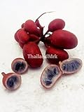 Thai Uvaria hahinii sincl ANNONACEAE 10 Seeds ThailandMrk