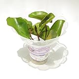 (株) 赤塚植物園 ② 熱帯スイレン　ミニミニ ミロク（加藤宣幸氏育種）