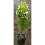 コノテヒバ苗 3.5号ポット 10本セット