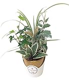 ハルディン インテリアプランツ陶器鉢小