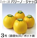 ズッキーニ 苗 パリーノジャッロ