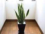 インテリアグリーン【観葉植物】 サンスベリア：トラの尾6号黒色角プラスチック鉢