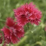 八重咲き河原ナデシコ