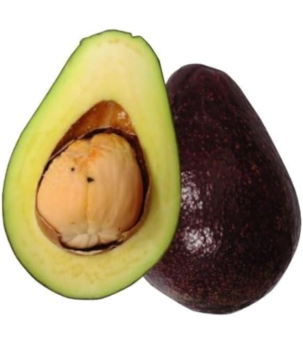 Amazon.co.jp: 【予約受付中】アボカド スチュワート 1年生接木