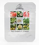 Fu'jianビッグスウィートレッドグレープフルーツハイブリッド種子、プロフェッショナルパック、12種子/パック、おいしい非常に甘いジューシーフルーツTS118