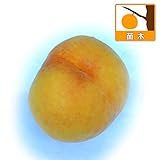 [黄肉桃の代表的な品種・8月上旬～中旬収穫]モモ(桃）：黄金桃（オウゴントウ）4～5号ポット ノーブランド品
