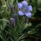 斑入りササリンドウ