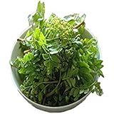 【滋賀県他西日本産】 木の芽 山椒の若芽 1パック 送料別