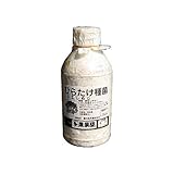 別名『しめじ』味はNo1!!　ひらたけ種菌　500ヶ入駒菌