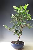 盆栽　姫柿　花芽付き！老爺（ローヤ）柿（紅真珠）（メス）の盆栽【現品】実は1つのみ