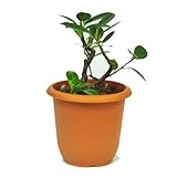 がじゅまる　挿木苗