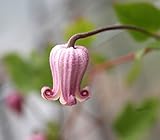 クレマチス 苗 テキセンシス モアフィールディー ピンク系