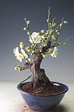 盆栽　梅　花芽付き！茶青梅（白花・一重咲き）（小）2018早春開花予定