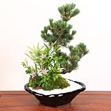 盆栽：睡蓮木・五葉松寄せ*