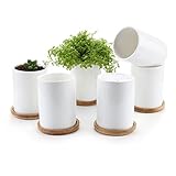 T4U 7CM 陶器鉢 白 円筒 植木鉢 多肉植物 サボテン鉢　竹トレイ付き 6個入り