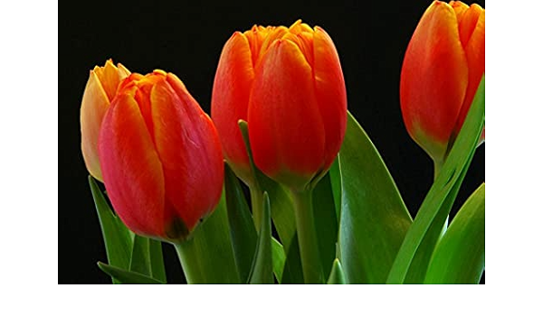 Amazon Co Jp A3 ポスター チューリップ芽赤黒背景 壁紙ウォールステッカーポスター A3 4x297mm Diy 工具 ガーデン