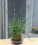 くるくるくるした姿が魅力【ラセンイの苔玉 ・三つ足灰器セット】 (敷石の色（白）)