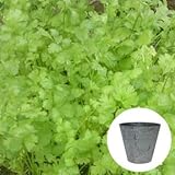 コリアンダー / パクチー 栽培 セット / ハーブ / アートストーン 鉢 プランター / 貯水機能 付 / グレー