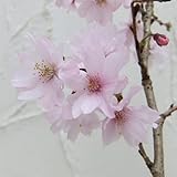 桜[サクラ・エドヒガン系]：十月桜（ジュウガツザクラ）接木苗4～5号ポット [春・秋咲き] ノーブランド品