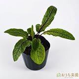 ルメックス / レッドソレル 【苗】 9cmポット ＜当店は 苗 種 鉢 培養土 ニーム の専門店＞