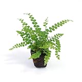 壁掛け観葉植物ミドリエ用交換苗「ネフロレピス」 ～サントリー・トヨタの新提案～ 絵を飾るようにみどりを飾る