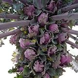 プチベール 苗 ルージュ 10.5cmポット 非結球芽キャベツ 1ポット