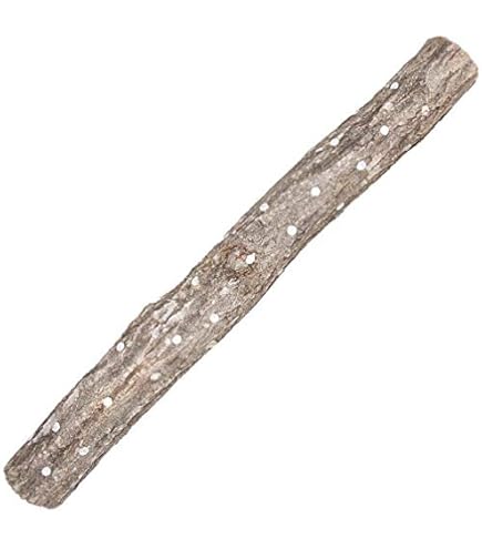 Amazon | しいたけ 種駒すその620号（棒型） 500個入り｜従来品種より