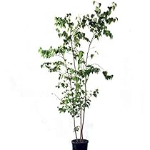 Amazon.co.jp: シラカバ 株立ち 樹高1.8～2.0m前後(根鉢含まず