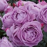 バラ苗 しのぶれど 国産大苗裸苗 フロリバンダ(FL) 四季咲き中輪　アンティークタイプ　紫系