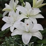 八重スカシユリ　アンネマリーズドリーム　２球入