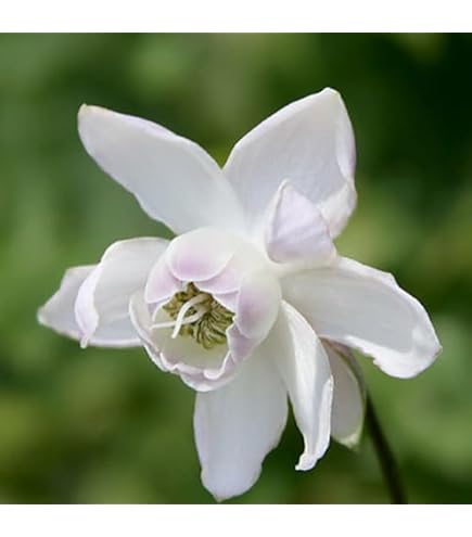 Amazon.co.jp: 山野草斑入りヤマシャクヤク中津山産セルフ 花付き
