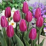 Amazon チューリップ ピンクインプレッション ５球入 球根