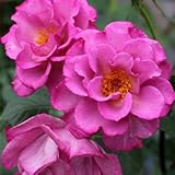 バラ苗 レスポワール 国産大苗オリジナル角鉢7号 四季咲き ピンク系 ギヨーローズ（フレンチローズ）