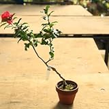 盆栽　苗　現品限り！：寒椿*さざんか　盆栽素材！素焼き鉢