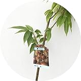 栗 苗木 石鎚 12cmポット苗 いしづち くり 苗 クリ