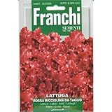 [ 西洋野菜 種 ] レタス ロッサ リチオリナ ダ タグリオ