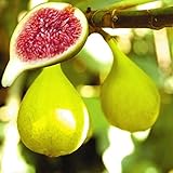 Amazon シュガーイチジク 果樹苗 果物
