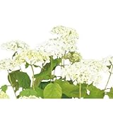 アジサイ(紫陽花)・アナベル 白花 植木 苗木 ガーデニング 落葉低木