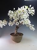 花芽付き！ダルマ藤（白花）の鉢植え盆栽　2017春開花予定