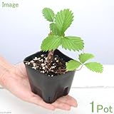 (観葉)ハーブ苗 白実ワイルドストロベリー 3号(1ポット) 家庭菜園 本州・四国限定[生体]